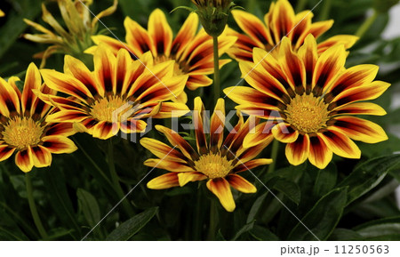 ガザニア　02 11250563