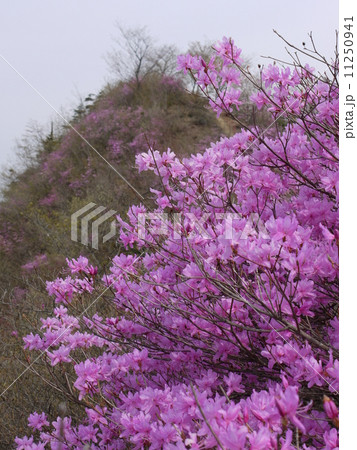 秩父瑞岩寺のイワツツジ 11250941