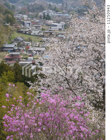 秩父瑞岩寺のイワツツジ 11250943