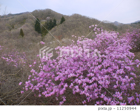 秩父瑞岩寺のイワツツジ 11250944
