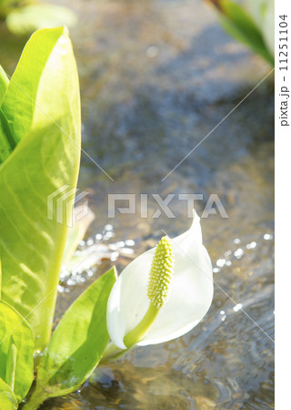 ミズバショウ 11251104