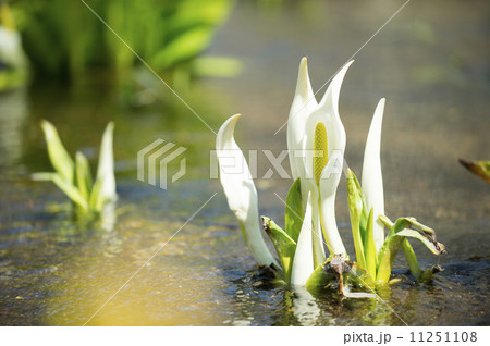 ミズバショウ 11251108