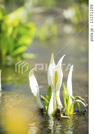 ミズバショウ 11251109