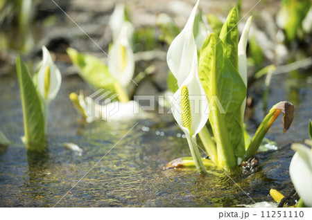 ミズバショウ 11251110