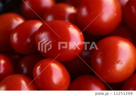 夏野菜（トマト） 11251209