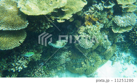 石垣海中 石垣海中 11251280