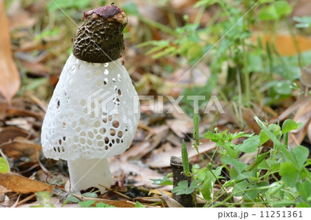 キヌガサタケ 11251361