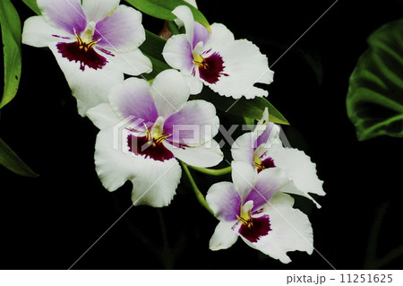 ラン ラン 11251625