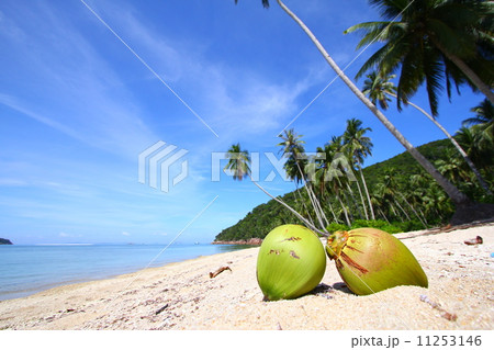Coconuts on tropical island 11253146