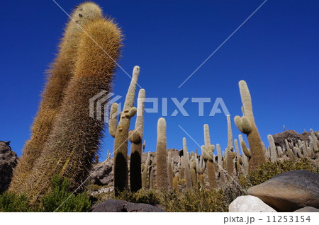 cactus 11253154
