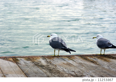 海鳥とウッドデッキ 11253867