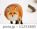 険しい表情の狐 11253885