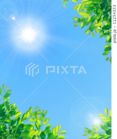 青空と太陽と新緑 11254353