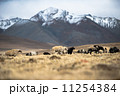 many sheep walking in Himalayas background. 11254384