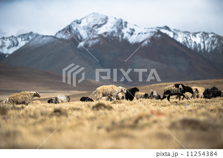 many sheep walking in Himalayas background. many sheep walking in Himalayas background. 11254384