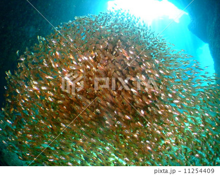 キンメモドキ　沖縄　国立公園　慶良間諸島　群れ 11254409