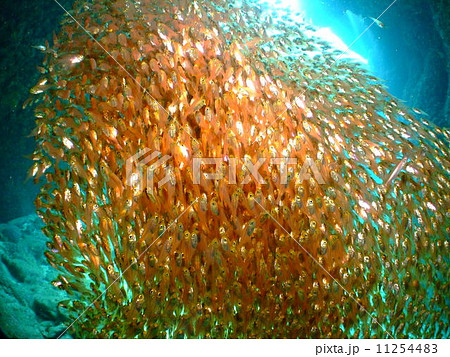 キンメモドキ　沖縄　国立公園　慶良間諸島　群れ 11254483