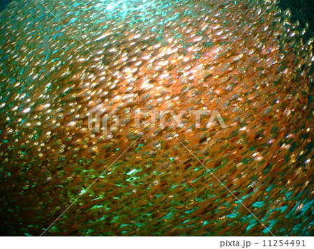 キンメモドキ 沖縄 国立公園 慶良間諸島 群れ キンメモドキ 沖縄 国立公園 慶良間諸島 群れ 11254491