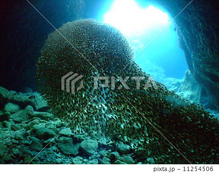 キンメモドキ 沖縄 国立公園 慶良間諸島 群れ キンメモドキ 沖縄 国立公園 慶良間諸島 群れ 11254506