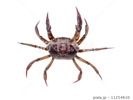 Esanthelphusa dugasti Esanthelphusa dugasti 11254610
