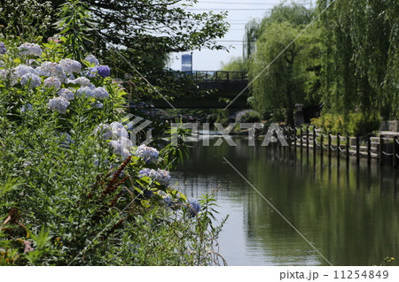あじさいと川 11254849