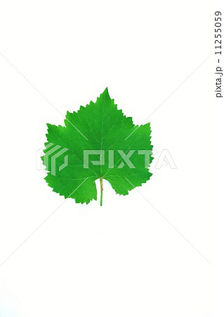 葉の背景素材・葡萄（巨峰）の葉・１枚垂直縦位置 11255059
