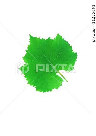 葉の背景素材・葡萄（巨峰）の葉・１枚斜め縦位置 11255061