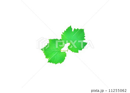 葉の背景素材・葡萄（巨峰）の葉・２枚横位置 11255062