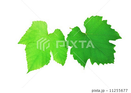 葉の背景素材 共に切れ込みのあるデラウェアの葉と巨峰の葉 １枚ずつ横位置の写真素材
