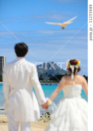 鳩とともに 11255689