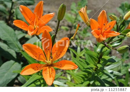 庭の中のスカシユリ 庭の中のスカシユリ 11255887