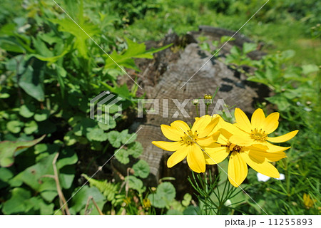 切り株とハルシャ菊 切り株とハルシャ菊 11255893