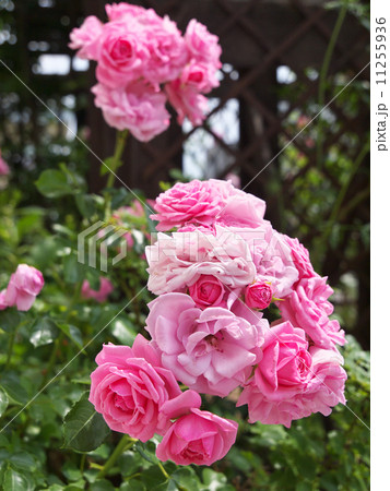 ロイヤル・ボニカ 11255936