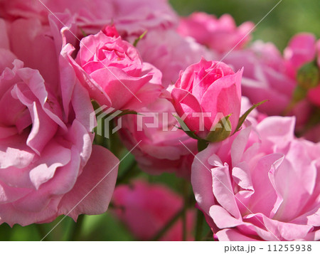 ロイヤル・ボニカ 11255938