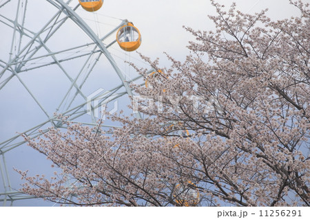 東武動物公園の桜 11256291
