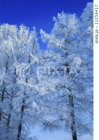 氷点下 氷点下 11256417