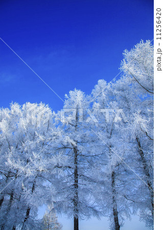 氷点下 氷点下 11256420