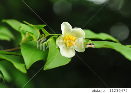 ナツツバキ 11256472