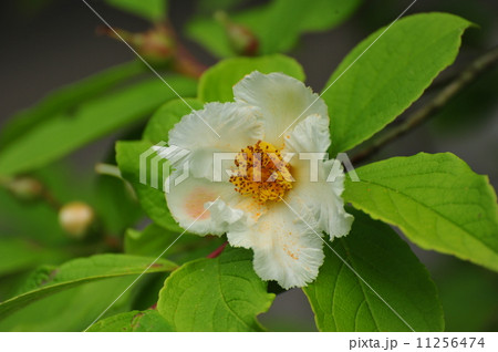 ナツツバキ 11256474