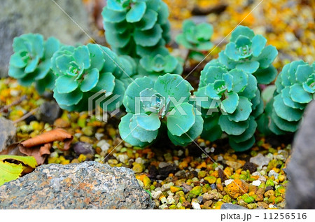 絶滅危惧植物　ヒダカミセバヤ　(北海道の固有種　絶滅危惧II類(VU)) 11256516
