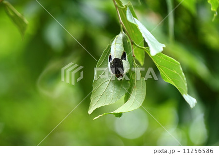 オオムラサキの羽化 11256586