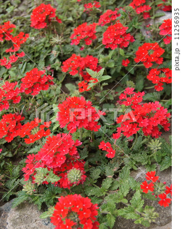 真っ赤なバーベナ 11256935