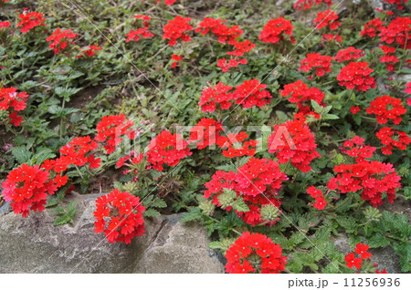 真っ赤なバーベナ 真っ赤なバーベナ 11256936