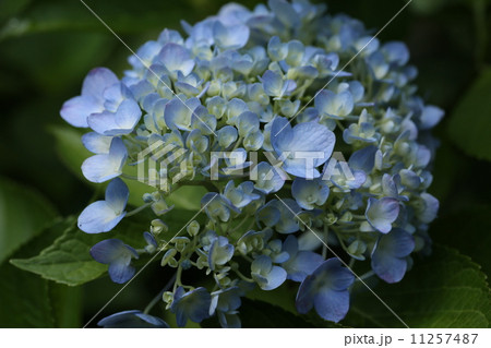 ブルーのあじさい ブルーのあじさい 11257487