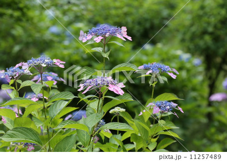ガクアジサイ 11257489