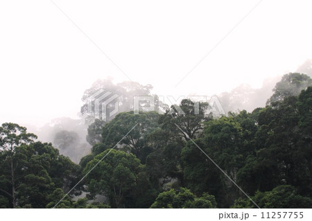 早朝の熱帯雨林 11257755