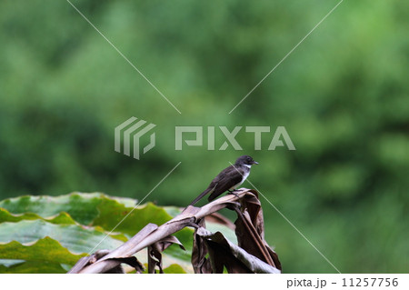 Pied Fantail（ムナオビオウギビタキ） 11257756