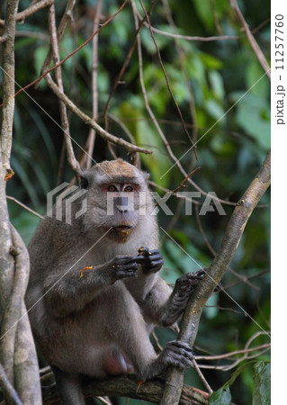 Long-tailed Macaque(カニクイザル) Long-tailed Macaque(カニクイザル) 11257760