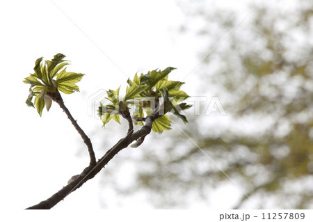 こしあぶらの芽 こしあぶらの芽 11257809