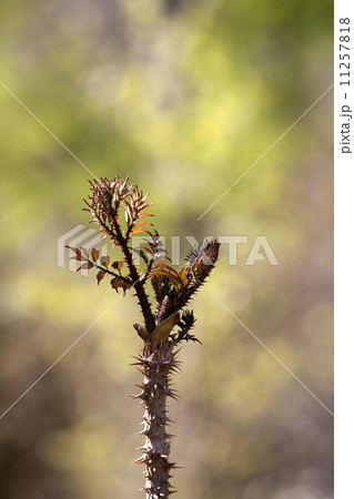 たらの芽 11257818